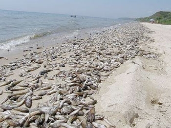 В Азовском море массовый замор бычка: рыбу вывозят тракторам фото