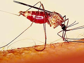 Запорожцев предупреждают об опасности заразиться малярией фото