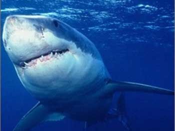 В Бразилии туристку во время купания атаковала акула. Видео фото