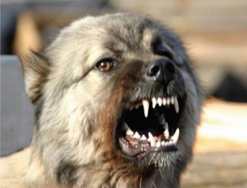 Запорожцев терроризируют бродячие собаки фото