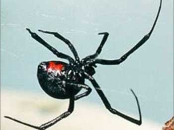В Херсонской области активизировались ядовитые пауки фото