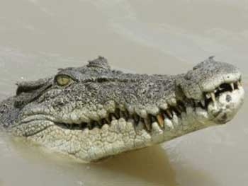 В Таиланде крокодил укусил дрессировщика за голову фото