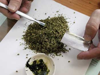 У запорожского наркоторговца изъяли 10 кг марихуаны фото