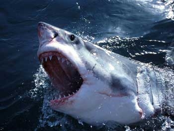 На Гавайях акула откусила руку немецкой туристке фото
