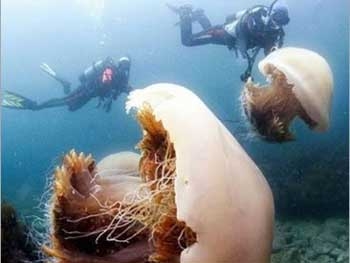 В Одесе отдыхающих атакуют гигантские разноцветные медузы фото