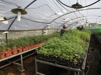 В Запорожской области изъяли 2,4 тыс. кустов марихуаны фото
