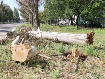Гроза свалила три дерева в разных районах Мелитополя фото