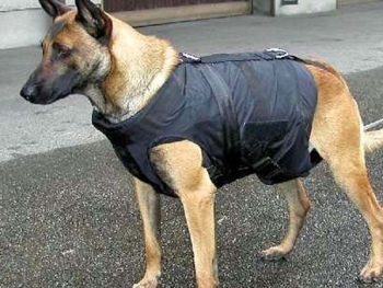 В Запорожье собака помогла раскрыть преступление фото