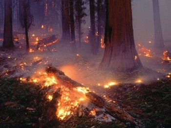 Калифорнию охватили лесные пожары фото