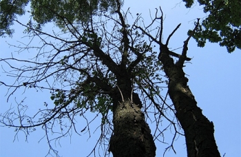 В Запорожье борются против аварийных деревьев фото