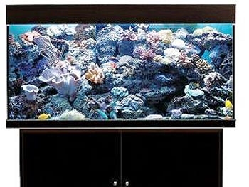 Удивляем клиентов: морской аквариум в офисе фото