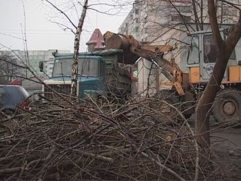 Запорожские коммунальщики занялись опасными деревьями фото