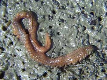 Азовгосрыбохрана предупреждает: добыча лиманского червя ограничена фото