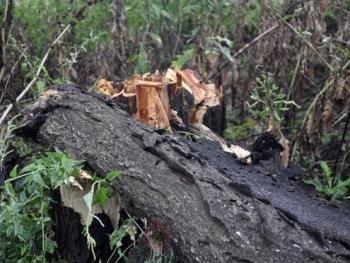 ЧП в Запорожье: упавший тополь угрожает жизням запорожцев фото