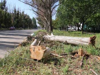 Во дворах многоэтажек ветер выбраковал деревья фото