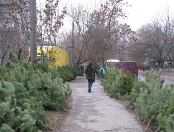 Власть выделила места для торговли новогодними елками фото