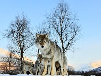 Приазовский район. Охотники подстрелили два десятка волков и 23 бродячих кота фото