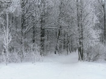 В Прикарпатском в лесу нашли труп мужчины фото