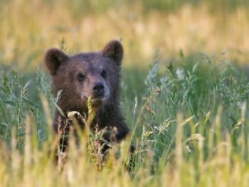 В запорожском зоопарке родился медвежонок фото