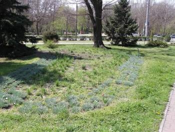 Оживлять цветники городу пока не за что фото