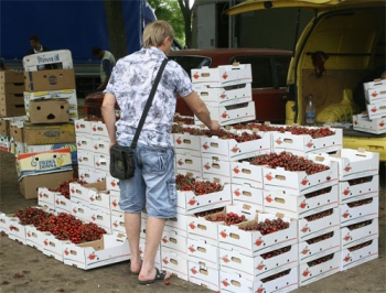 Мелитополь к торговле черешней готов фото