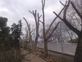 В Запорожье обрезают деревья фото