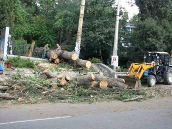 В Запорожье занялись аварийными деревьями фото