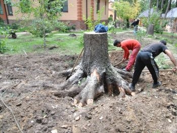 В Запорожье кронируют деревья фото