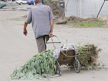 На амброзии мелитопольцы уже заработали 18 тысяч гривен фото