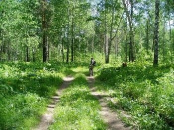 В Днепропетровской области загорелось лесничество фото