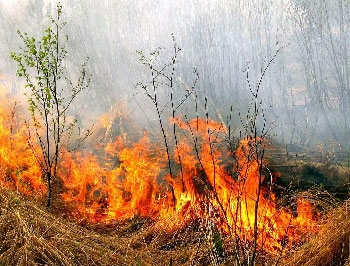 В Запорожье за сутки сгорело 25 га земли фото