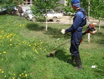 Сенокос за бюджетные деньги пока ведется выборочно фото