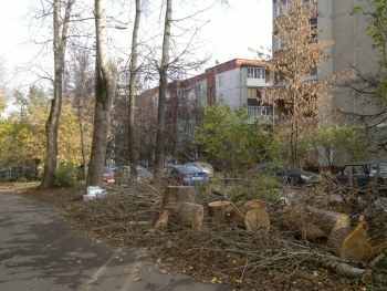 В Запорожье занимаются аварийными деревьями фото