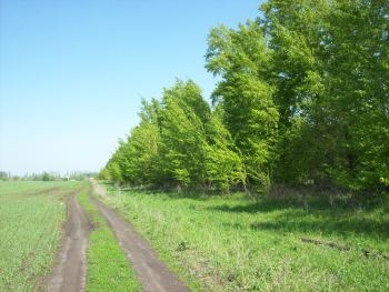 В Запорожской области обнаружили ампутированные части тел фото