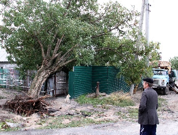 «Городское» дерево упало на дом, а убирать должны жильцы? фото