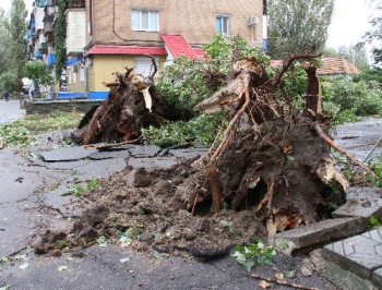 С улиц Мелитополя вывезли почти 150 кубометров древесины фото