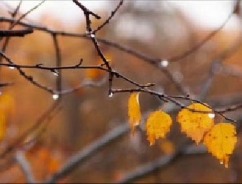 Запорожцев просят ограничить пребывание на свежем воздухе фото