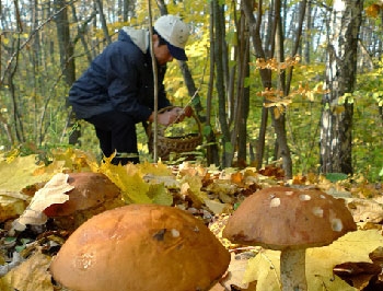 ГСЧС предупреждает: грибы могут быть опасны фото