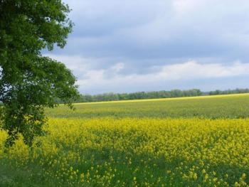 Бердянец не платил за аренду земельного участка фото