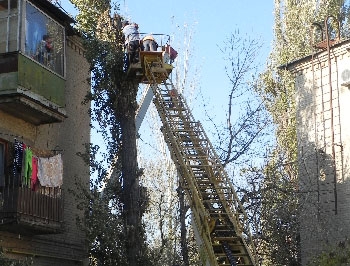 Завтра коммунальщики снесут еще три дерева, поврежденные сентябрьским ураганом фото