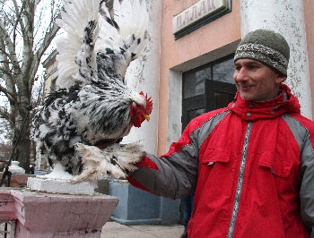 Ценный кохинхин стал призом на выставке птиц в Мелитополе фото