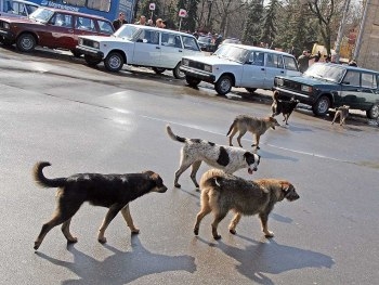 Запорожцы опасаются бородячих собак фото