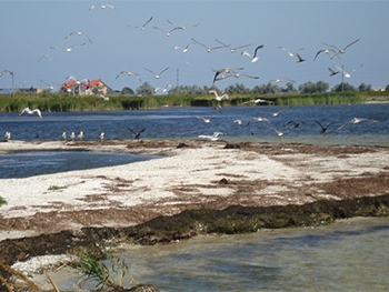 Водно-болотные угодья региона под пристальным вниманием специалистов Приазовского парка фото