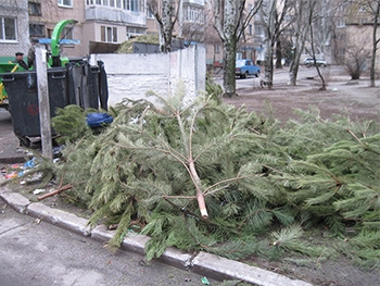 Утилизации новогодних елей мешает неисправность дробилки фото