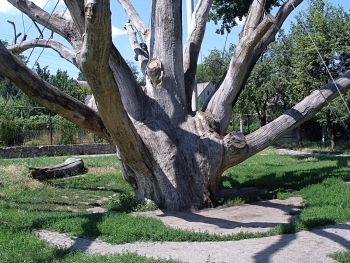 В Запорожье прошла Патриотическая весна фото