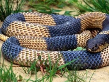 В Запорожской области участились случаи укусов змей фото