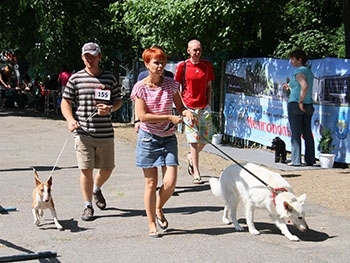 Тусовка для четвероногих. В Мелитополе прошла международная выставка собак. ФОТОРЕПОРТАЖ фото