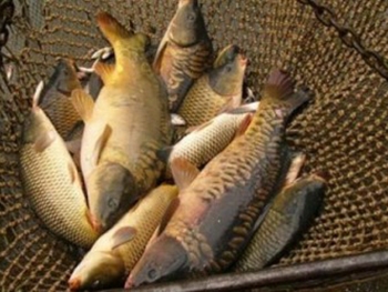 В Украине планируют существенно увеличить вылов рыбы фото