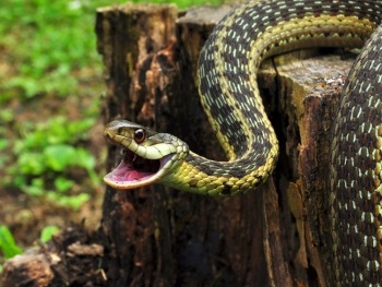 В Запорожской области парня укусила змея фото