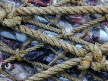 Вылов рыбы в Украине сократился фото